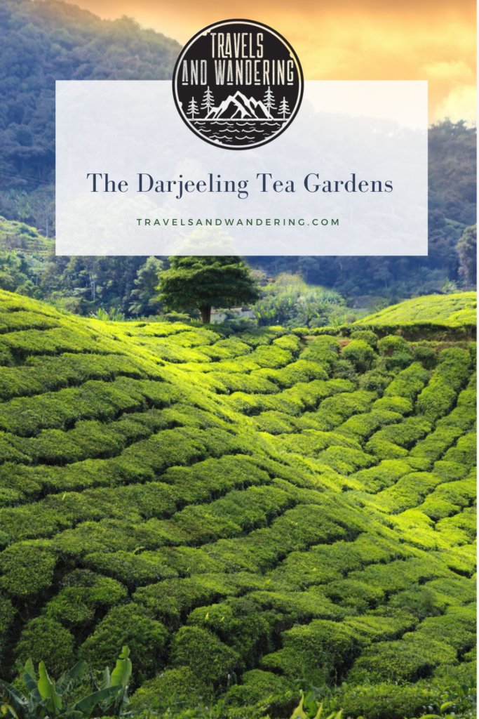 Visit The Darjeeling Tea Gardens in Indian Himilayas