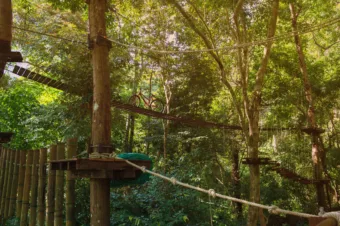 High Ropes, Tree Tops and Tarzan Swings – Go Ape Whinlatter, Cumbria