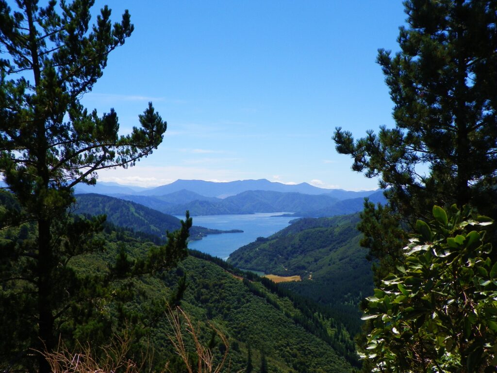 Looking out from port underwood in the marlborough sounds, south island, New Zealand
