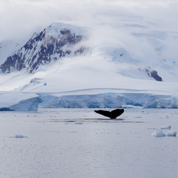 10 Surprises From Antarctic Expeditions