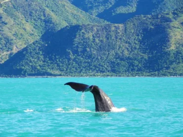 Whale Watching – Kaikoura, New Zealand