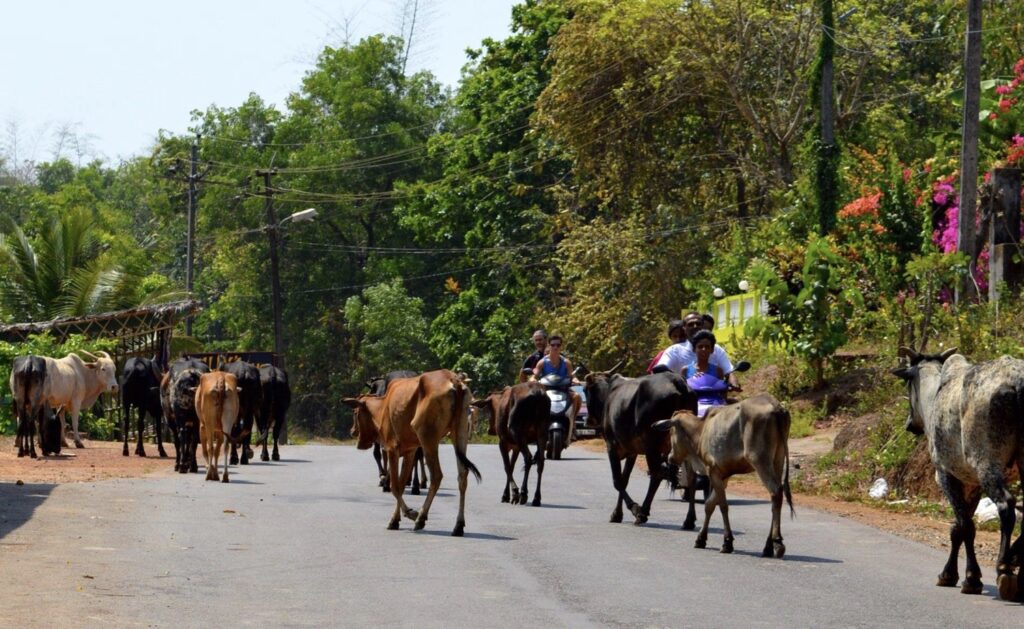 Cows on the road outside, Trimurti Yoga School, Goa, India
