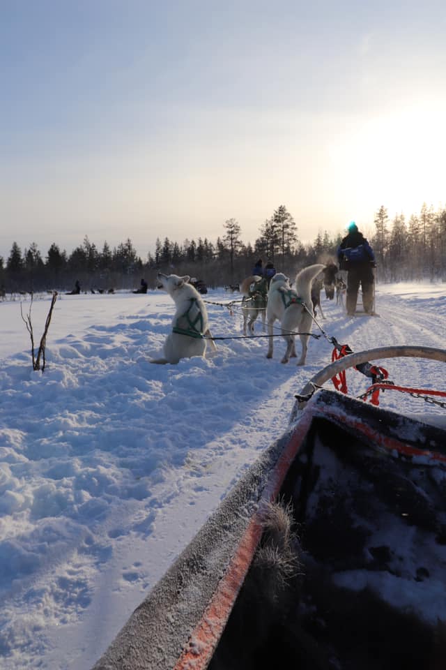 Husky sledding apukka resort near Rovaniemi in Lapland 