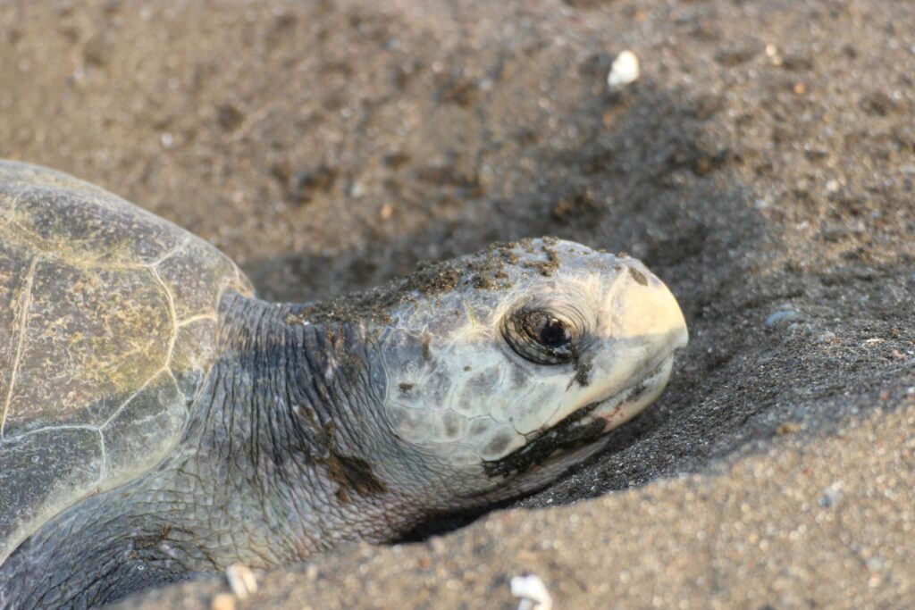 Sea Turtles in Costa Rica | © Meike Simms