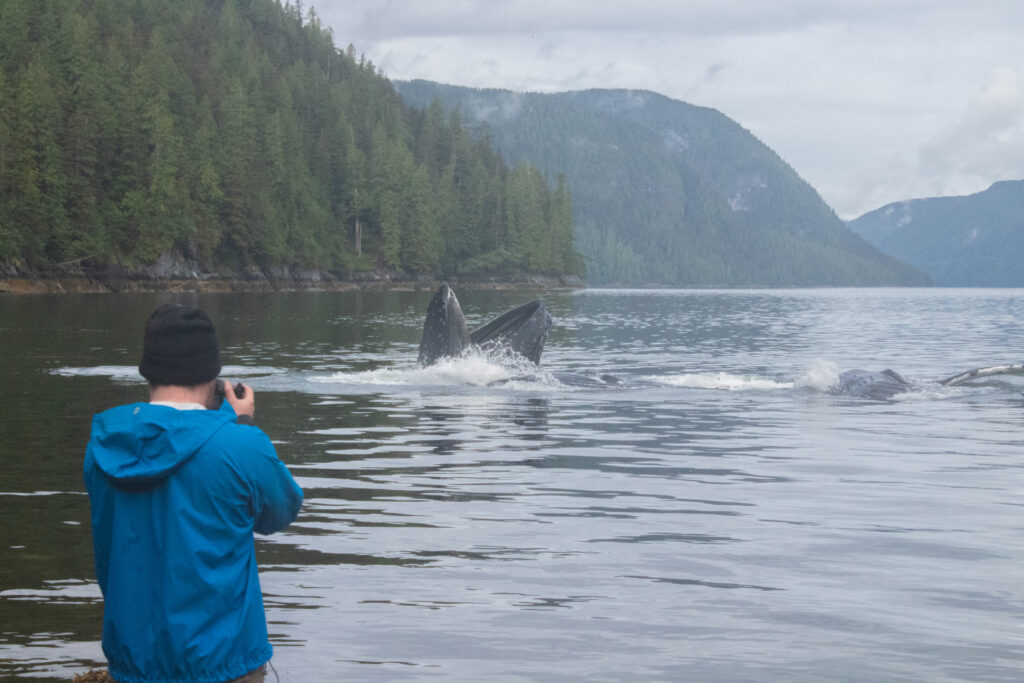 Discovering humpack Whales Bubble net feeding when kayaking the inside passage