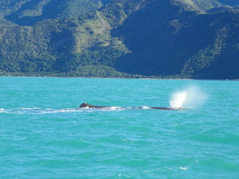 Top of a sperm whales body hovering over the sea with spray coming up, mountains in the background with densly packed native bush