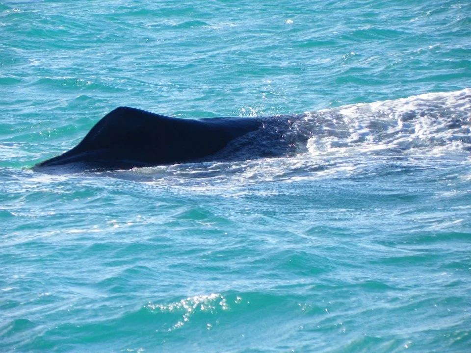 The dorsal fin of a sperm whale peaking above the sea