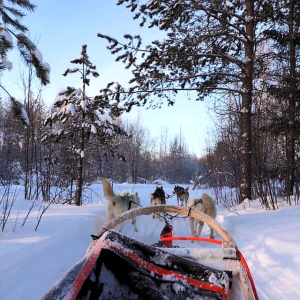 Husky Sledding Through the Forest in Lapland Travels and Wandering - Nicole