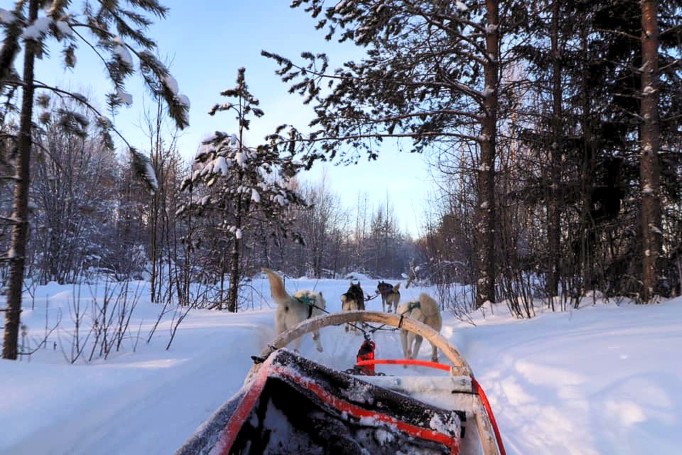 Husky Sledding Through the Forest in Lapland | © Travels and Wandering - Nicole