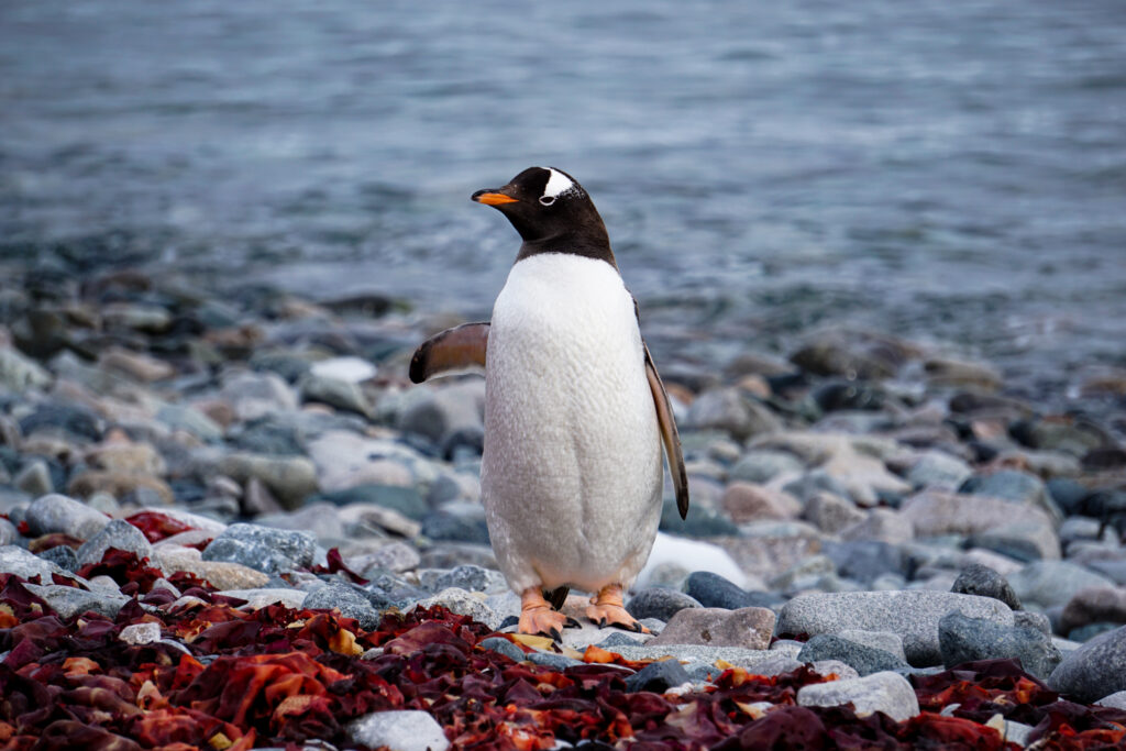 A Gentoo Takes A Break After Emerging From the Water