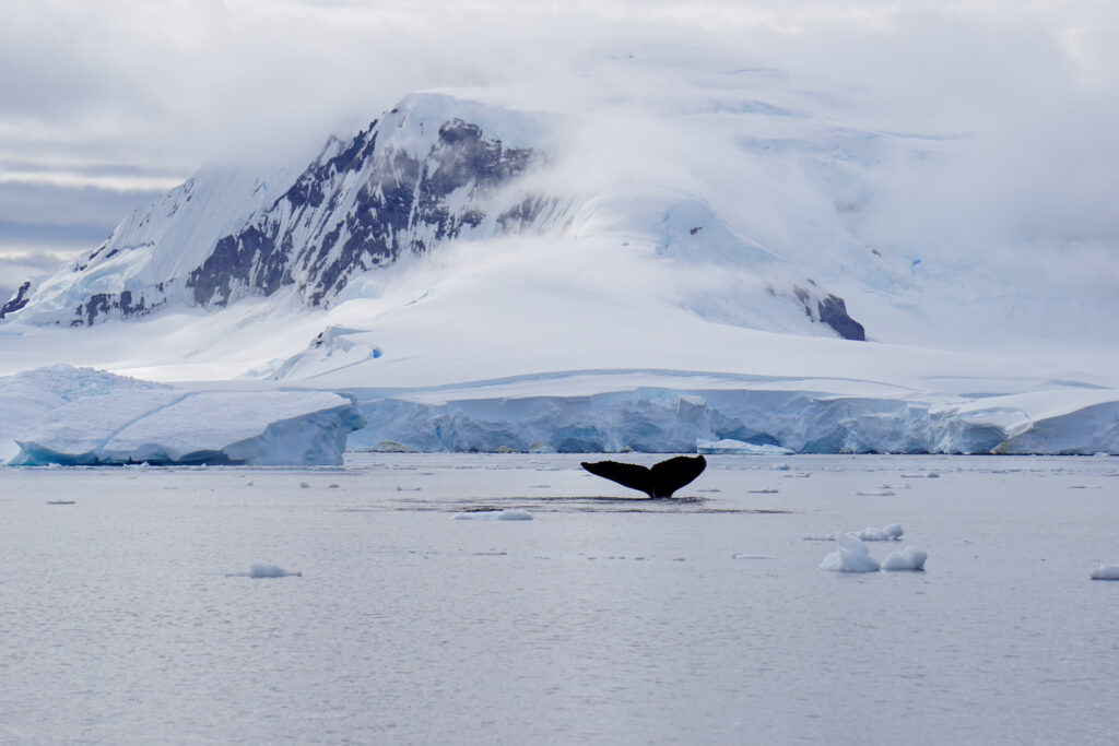 A Humpback Whale Shows Its Fluke