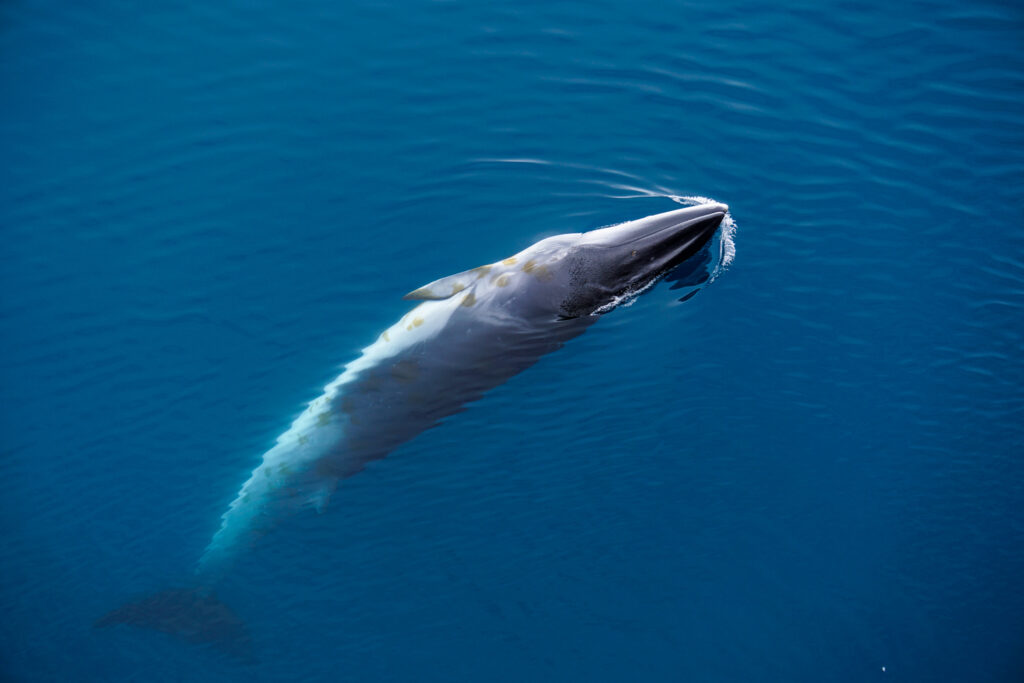 A Minke Whale Spins Majestically In The Water