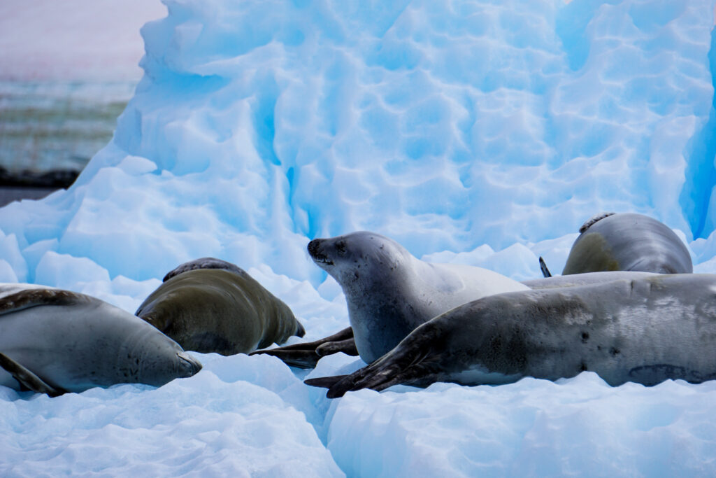 Crabeater Seals Rest On An Iceberg
